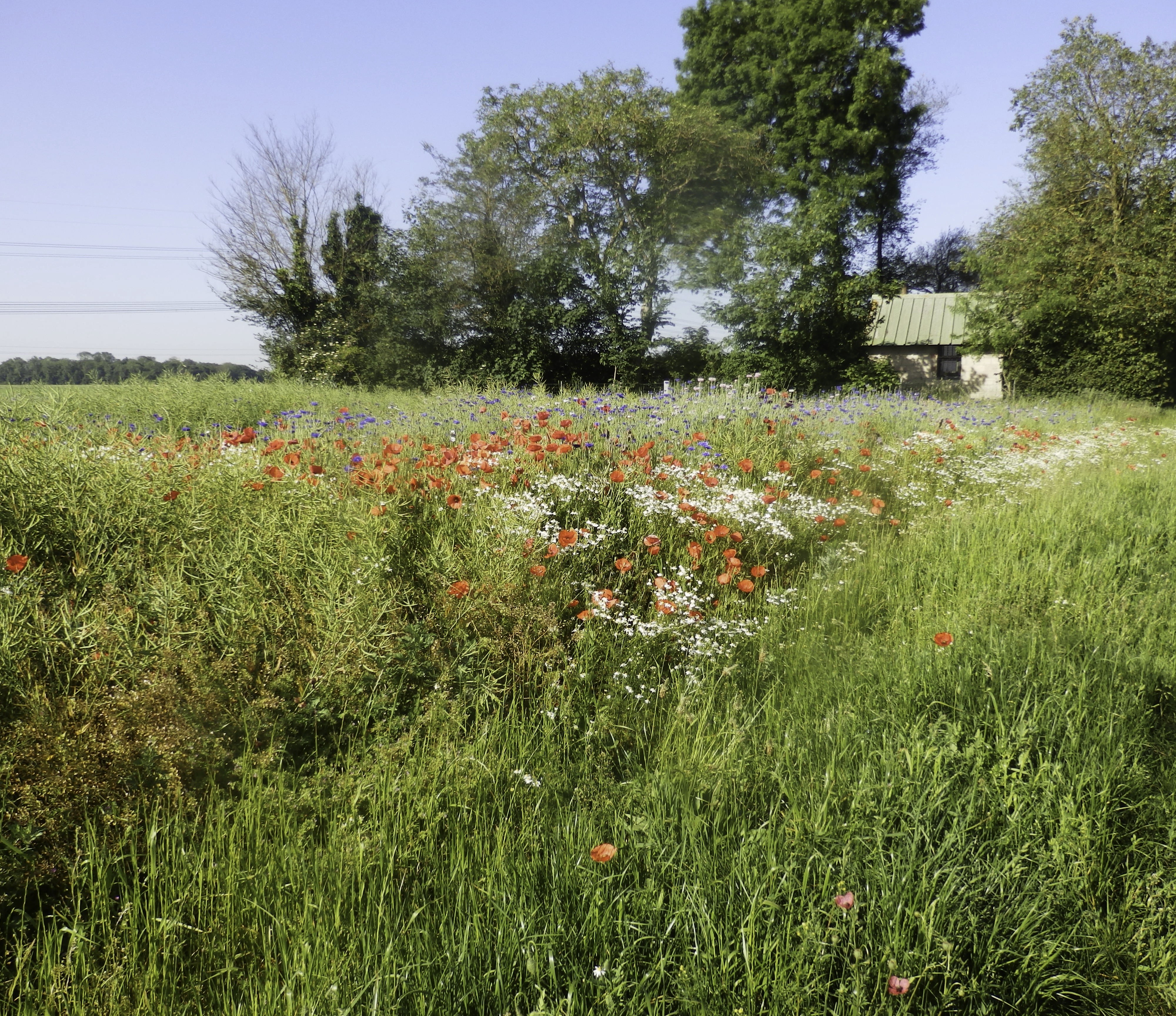 Longpré-les-Corps-Saints